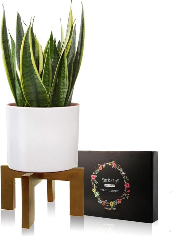 Gendral Forwepup Wood Plant Stand, Mid Century Modern Planter Stand Rattan Flower Pot Stand, Low Short Plant Stands Indoor - Boho Rustic Wooden Stool for Plant Pot Holder, Fit 5-15 Inch Pot