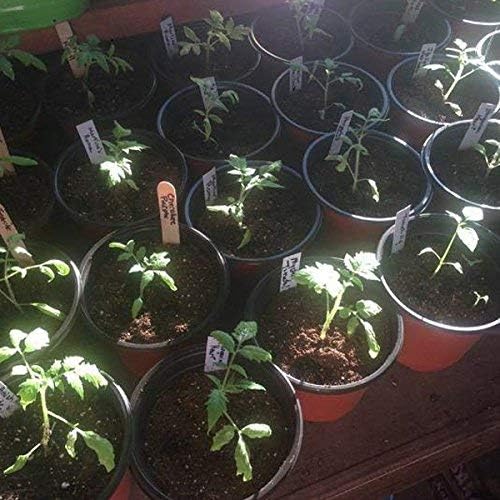 KINGLAKE 100 Pcs 6" Plastic Plants Nursery Pot/Pots Seedlings Flower Plant Container Seed Starting Pots