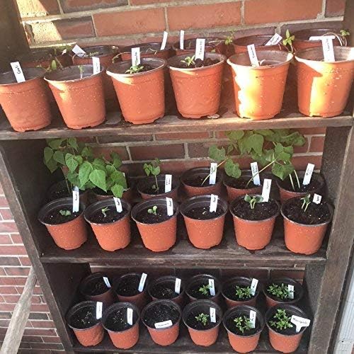 KINGLAKE 100 Pcs 6" Plastic Plants Nursery Pot/Pots Seedlings Flower Plant Container Seed Starting Pots