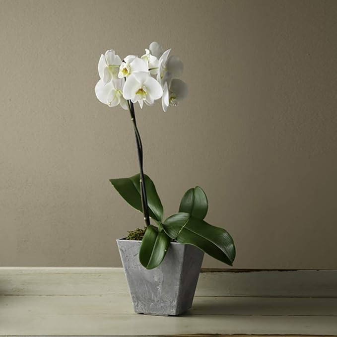 Novelty ArtStone 35060 Ella Square Planter, 6-Inch, Grey