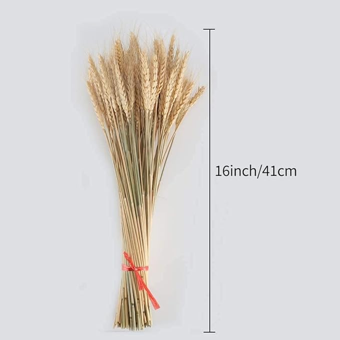 100 Pcs Dried Wheat Sheaves Bundle Golden Natural Wheat Bouquet Bunch Dried Flowers Arrangement for Fall Farmhouse DIY Design Home Table Wedding Party Centerpieces Decor (16")