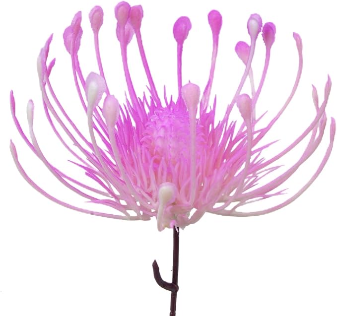 3pcs Fake Mums Plastic Flowers Hot Pink Flower Artificial Tropical Flowers Chrysanthemum Outdoor UV Resistant Plants Centerpieces for Table Home Bathroom Outdoor Decor