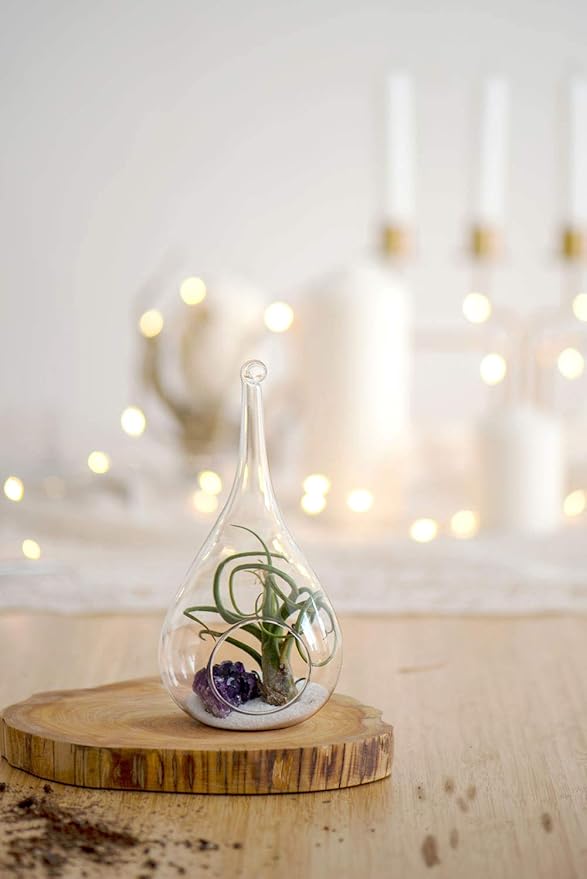 Mkono 2 Pack Glass Hanging Planter Air Fern Holder Terrarium Plants Hanger Vase Home Christmas Decoration Gift Idea for Succulent Moss Tillandsias Air Plants, Globe and Teardrop