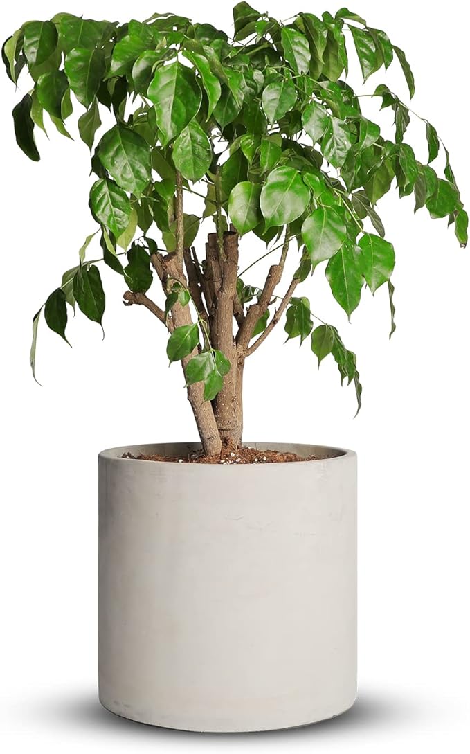 Cement Plant Pots Indoor - 14 inch Concrete Planter Pot for Planting - Modern Stone Clay Flower Pot with Drainage Hole for Garden, Home, Office Decor, Grey