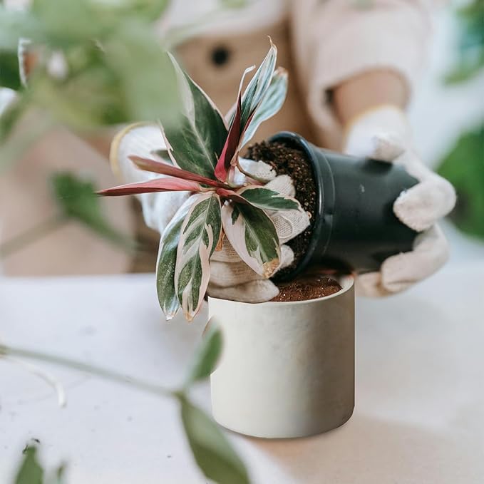 Cement Plant Pots Indoor - 4.8 inch/12 CM XXXsmall Concrete Planter Pot for Planting - Modern Stone Clay Flower Pot with Drainage Hole for Garden, Home, Office Decor, Grey