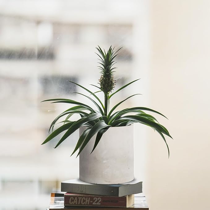 Cement Plant Pots Indoor - 4.8 inch/12 CM XXXsmall Concrete Planter Pot for Planting - Modern Stone Clay Flower Pot with Drainage Hole for Garden, Home, Office Decor, Grey