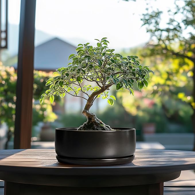 SQOWL Bonsai Pots - 8 Inch Ceramic Plant Pots for Succulents, Round Indoor Planter with Drainage Hole and Saucer, Shallow Modern Planter Bowl, Room Decor, Black