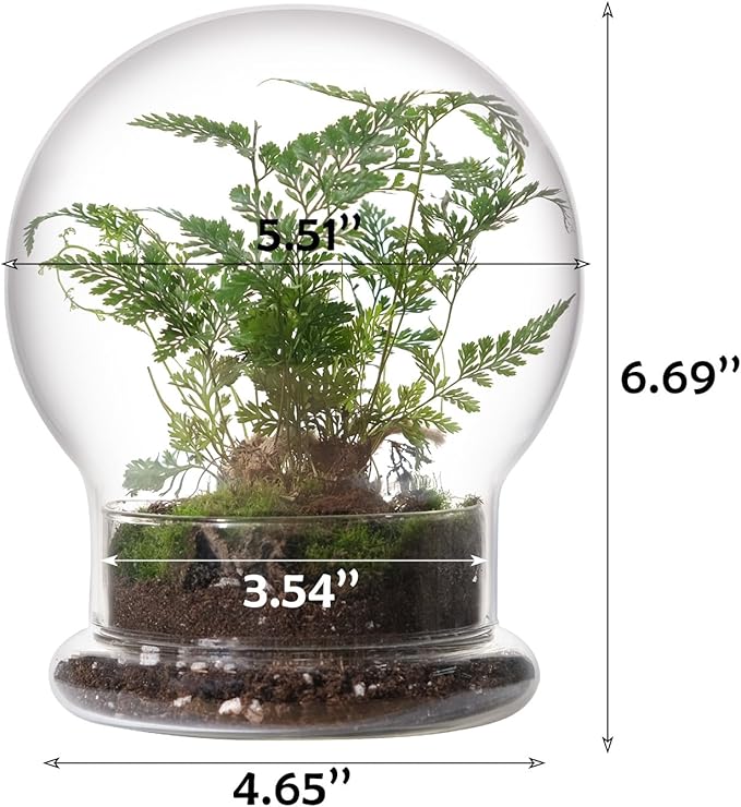 WHJY Round Glass Cloche for Indoor Plants - Small Terrarium with Air Hole, Base, Mini Dome for Display Home Decor