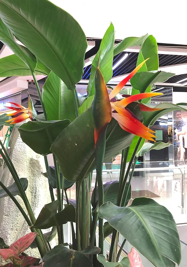 Bird of Paradise Artificial Flowers Rubber Strelitzia 32'in Long Stem Flower 3 Pcs,Suitable for DIY Home Decoration Party Theme Display (Orange red)