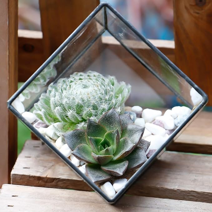 Glass Geometric Plant Terrarium Container, Flower Pot Tabletop Planter Decor Glass Display Box Succulent & Air Planter for Home Garden Office Decoration(Black Cubic Set of 2)