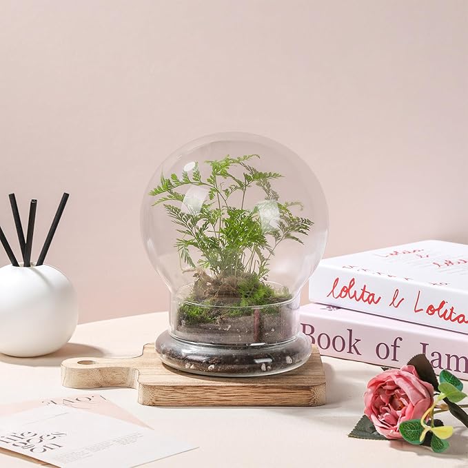WHJY Round Glass Cloche for Indoor Plants - Small Terrarium with Air Hole, Base, Mini Dome for Display Home Decor
