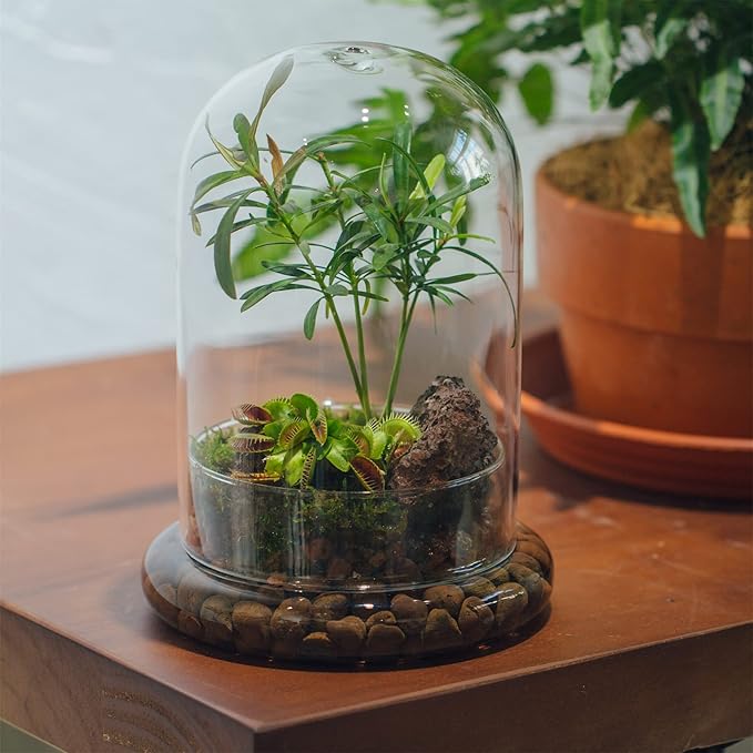 NCYP Glass Cloche Dome with Air Hole and Base, 5.9 x 5.9 x 8.2 Inches, Clear Terrarium Planter for Carnivorous Plants, Small Cactus, Succulents, Venus Flytrap, Tabletop Decoration (No Plants)