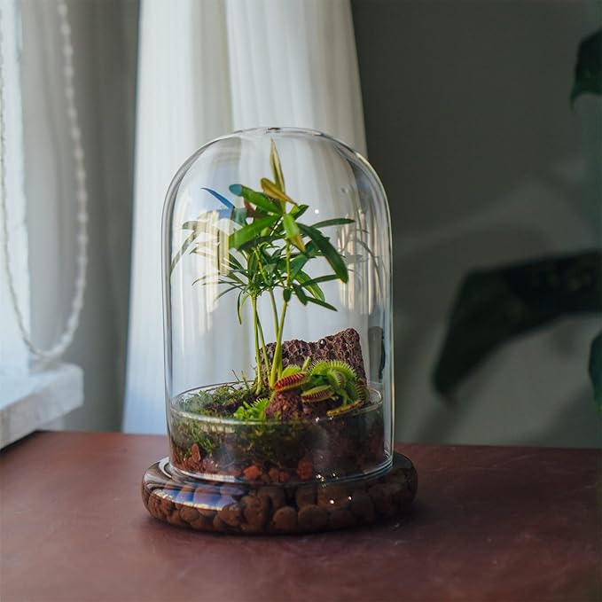 NCYP Glass Cloche Dome with Air Hole and Base, 5.9 x 5.9 x 8.2 Inches, Clear Terrarium Planter for Carnivorous Plants, Small Cactus, Succulents, Venus Flytrap, Tabletop Decoration (No Plants)
