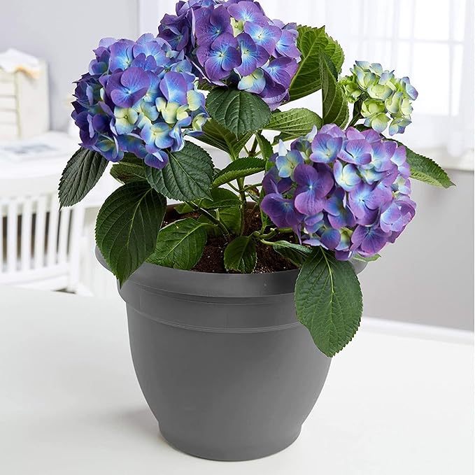 Bloem AP20908 Ariana Self Watering Planter 20", Charcoal Gray