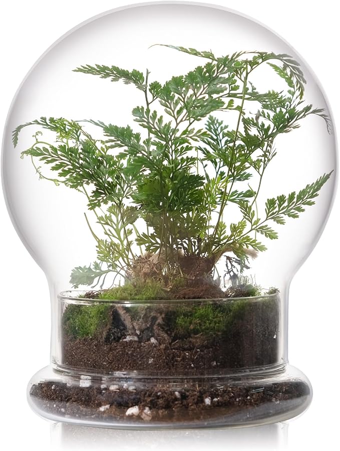 WHJY Round Glass Cloche for Indoor Plants - Small Terrarium with Air Hole, Base, Mini Dome for Display Home Decor