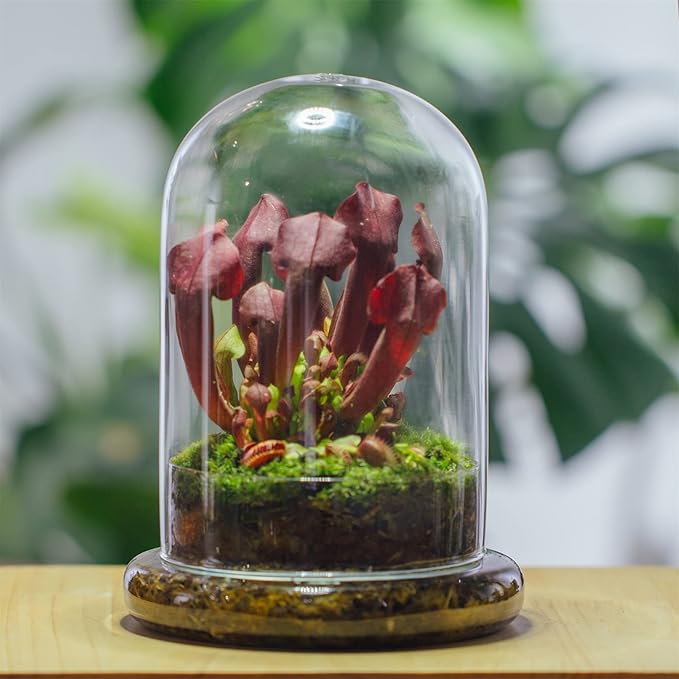 NCYP Glass Cloche Dome with Air Hole and Base, 5.9 x 5.9 x 8.2 Inches, Clear Terrarium Planter for Carnivorous Plants, Small Cactus, Succulents, Venus Flytrap, Tabletop Decoration (No Plants)