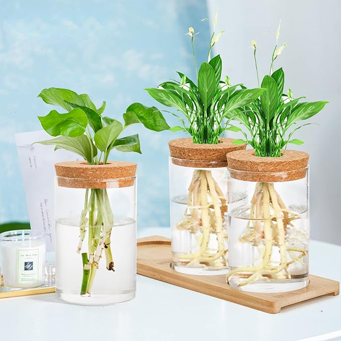 Lawei 3 Pcs Plant Terrarium Propagation Stations, Tabletop Glass Water Planting Glass Vase with Wooden Tray, Clear Jars Containers for Grow Hydroponic Plants Home Office Decoration