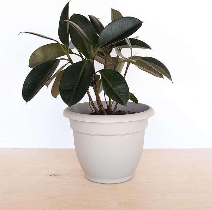Bloem Ariana Self Watering Planter: 12" - Pebble Stone - Durable Resin Pot, for Indoor and Outdoor Use, Self Watering Disk Included, Gardening, 3 Gallon Capacity