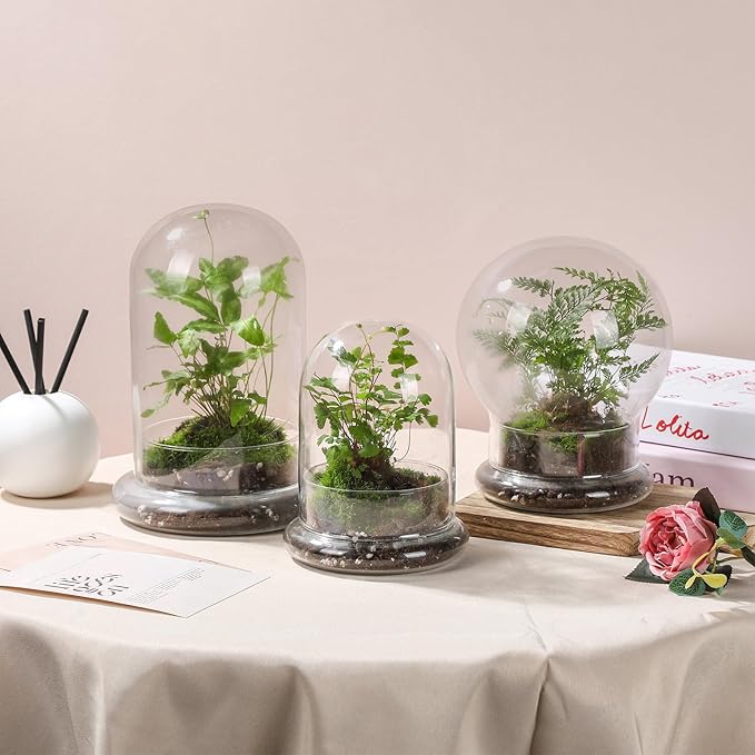 WHJY Round Glass Cloche for Indoor Plants - Small Terrarium with Air Hole, Base, Mini Dome for Display Home Decor
