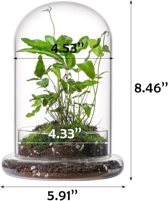 WHJY 8 inches Glass Cloche for Indoor Plants - Small Terrarium with Air Hole, Base, Mini Cloche Dome for Display Home Decor