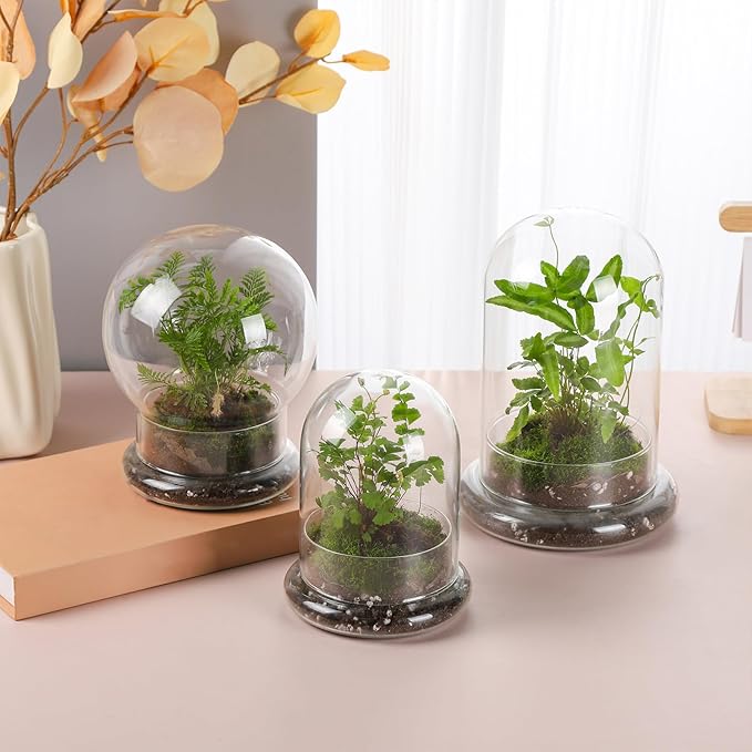 WHJY Round Glass Cloche for Indoor Plants - Small Terrarium with Air Hole, Base, Mini Dome for Display Home Decor