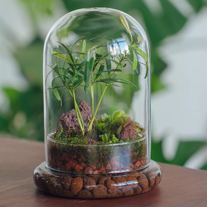 NCYP Glass Cloche Dome with Air Hole and Base, 5.9 x 5.9 x 8.2 Inches, Clear Terrarium Planter for Carnivorous Plants, Small Cactus, Succulents, Venus Flytrap, Tabletop Decoration (No Plants)