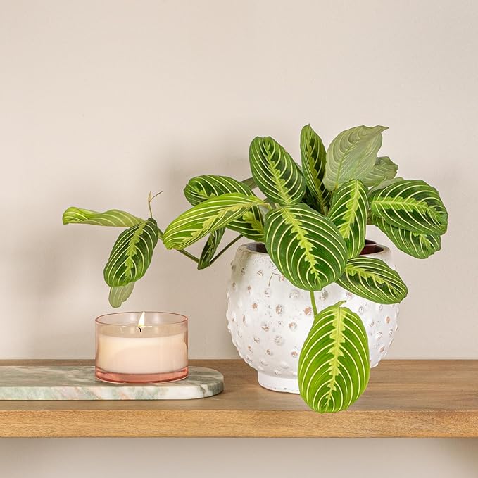 Creative Co-Op Distressed Terra Cotta Hobnail Planter, White