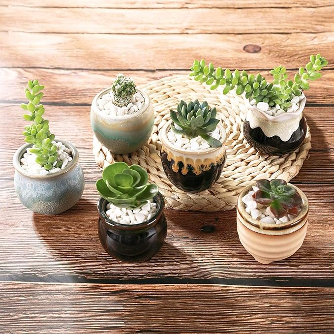 T4U Small Ceramic Succulent Pots with Drainage - Set of 12, Mini Pots for Plants, Home and Office Decor, Plant Lover Gifts for Women