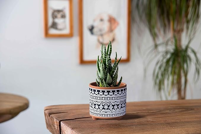 D'vine Dev Set of 2 Terracotta Planter Pots, 4 Inch & 6 Inch, Design Plants Pot with Drainage Hole, Midnight Lace, Terracotta/Black, 31-953-F-2