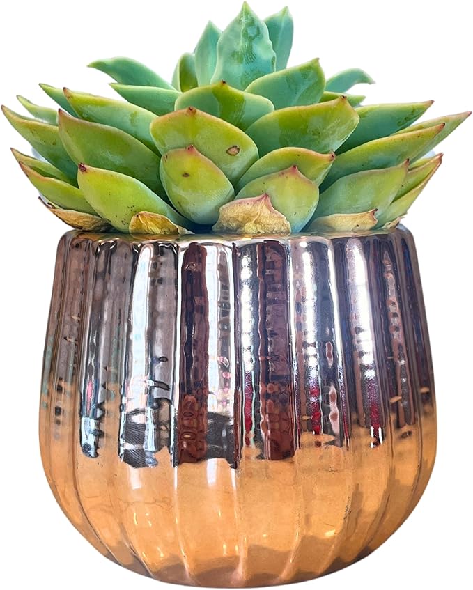 Admired By Nature 4" Ceramic Flower Planter, Ceramic Pot Planter, Indoor Ceramic Bowl, Houseplant Ceramic Pot, Decorative Planter for Indoor Plant Succulent Plant Home Décor, Lightweight, Rose Gold