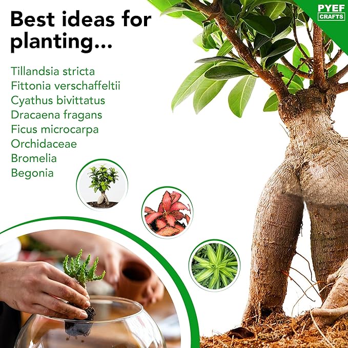 DIY Terrarium Kit for Adults – Build Your Own Self‑Sustaining Closed Ecosystem – 34 fl oz (1‑Liter) Glass Terrarium – Succulents, Air Plants, Fittonia, Fern – Plants Not Included