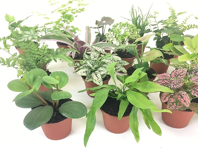 Mini Terrarium Plants (6 Plants) (2" Pots) Fairy Garden Plants Assorted Varieties