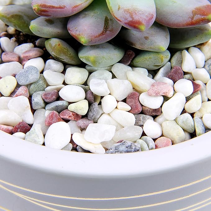 Willowy White and Metallic Gold Pot Bundle - 6 Inch and 4.5 Inch pots - Includes Saucers, Drainage Plugs, and Decorative Pebbles