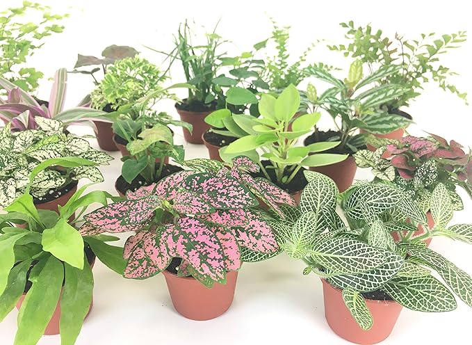 Mini Terrarium Plants (6 Plants) (2" Pots) Fairy Garden Plants Assorted Varieties