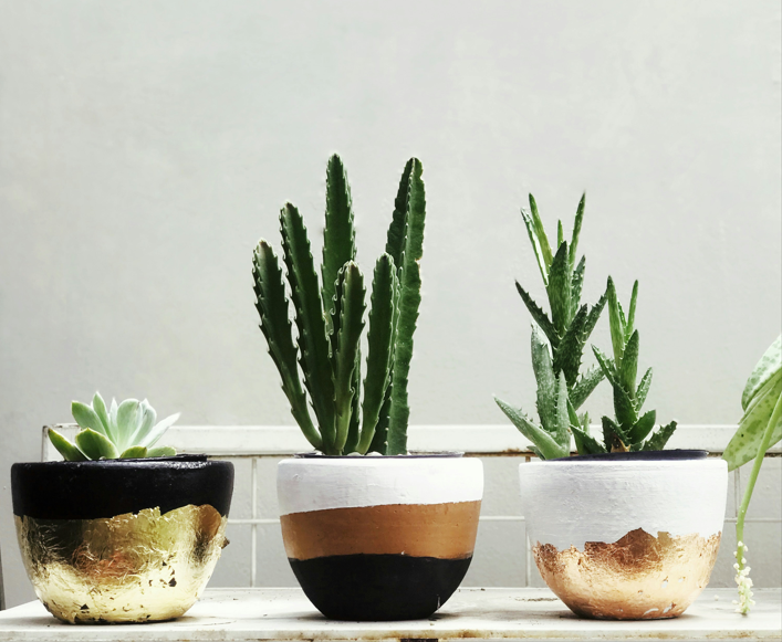 Pots & Planters