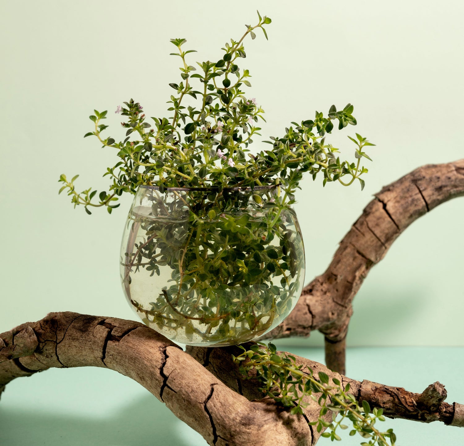 Terrariums & Plant Stands