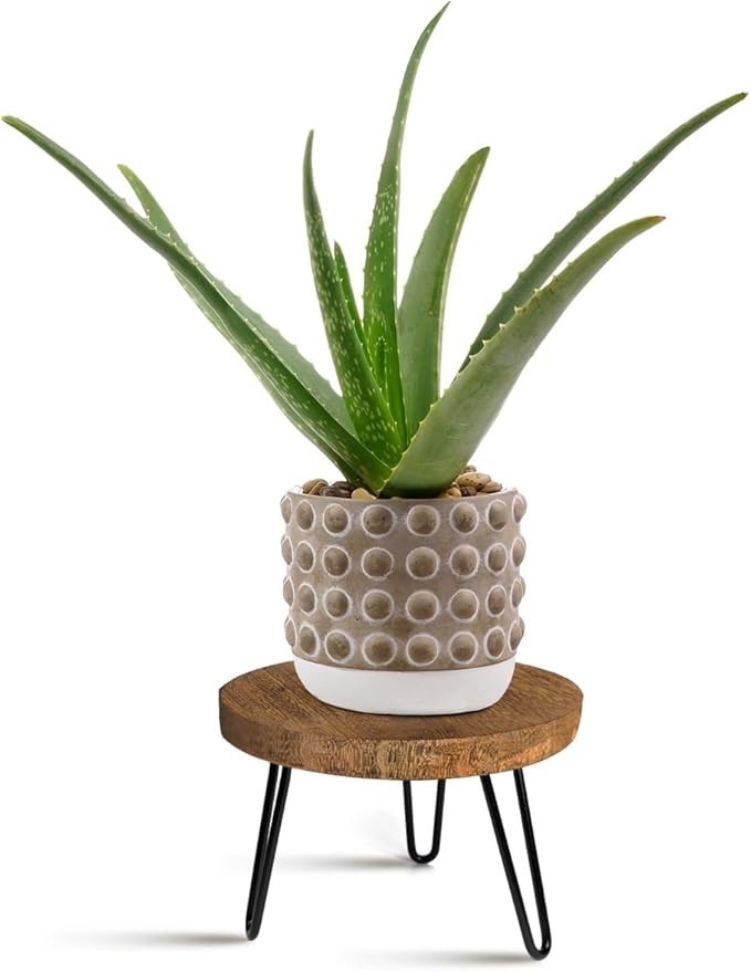 OBTAIN Plant Stand Indoor Outdoor, Wooden plant Stool, Mid Century Plant Stand for Indoor Plants, Wood Modern Plant Holder Rattan Flower, Low Short Boho Rustic Planter Stand Fit 5-15 Inch Pot(M)