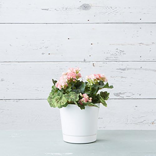 Novelty Majestic Full Depth Round Cylinder Pot, Glossy White, 8-Inch (10082)