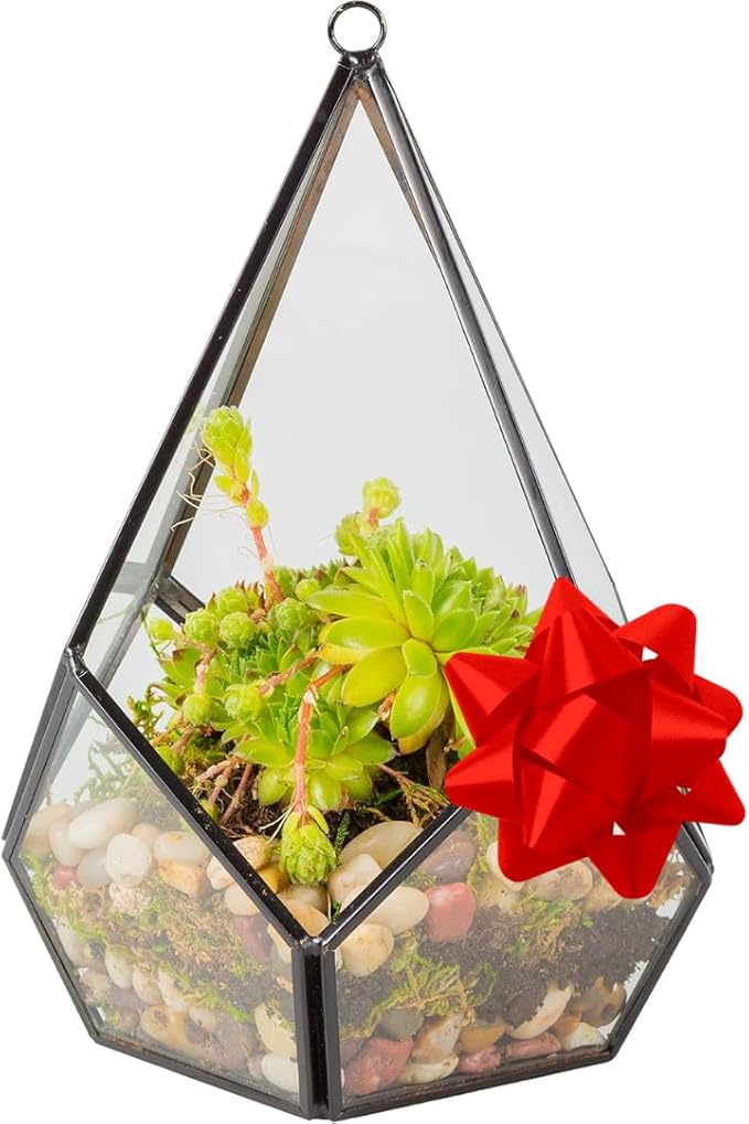 D'Eco Glass Geometric Plant Terrarium (5.7x5.7x7)- Tabletop & Hanging Teardrop Terrarium - Succulents, Air Plants, Moss- Summer Home, Garden, Wedding & Office Botanical Decor- Gift for Plant Lovers