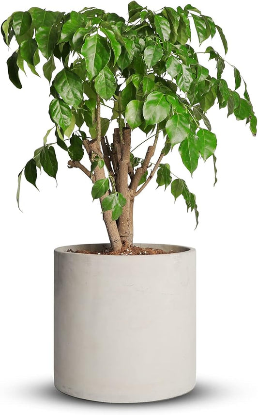 Cement Plant Pots Indoor - 14 inch Concrete Planter Pot for Planting - Modern Stone Clay Flower Pot with Drainage Hole for Garden, Home, Office Decor, Grey