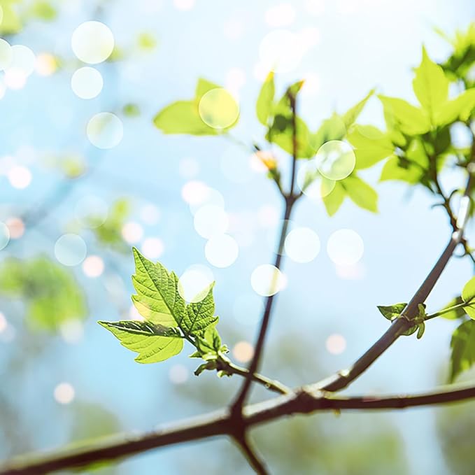 Aera Good Riddance Smoke Odor - Essential Oil for Home - Fresh Fragrance - Notes of Fresh Air, Sweet Orange and Honeysuckle - Scent Refill - Works with The Aera Diffuser