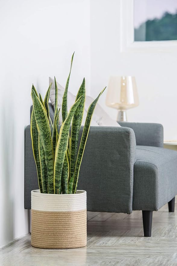 Dahey Jute Spliced Cotton Rope Plant Basket Modern Woven Storage Basket for 10" Floor Indoor Planter, Decorative Flower Pots Cover Laundry Bin with Handle Rustic Home Decor, White and Beige
