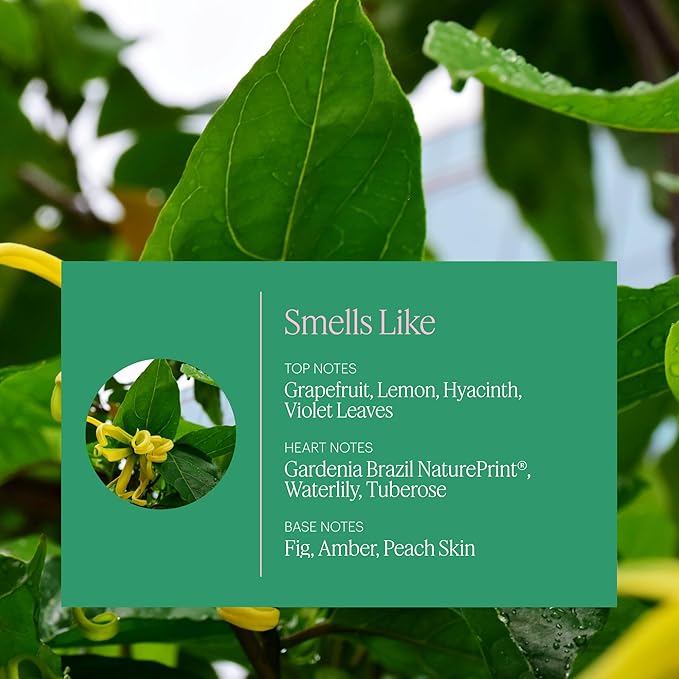 Aera Mini Vibrance - Essential Oil for Home - Lively and Refreshing Fragrance - Notes of Tropical Florals, Grapefruit and Amber - Scent Refill - Capsule Size Works with Mini Diffuser