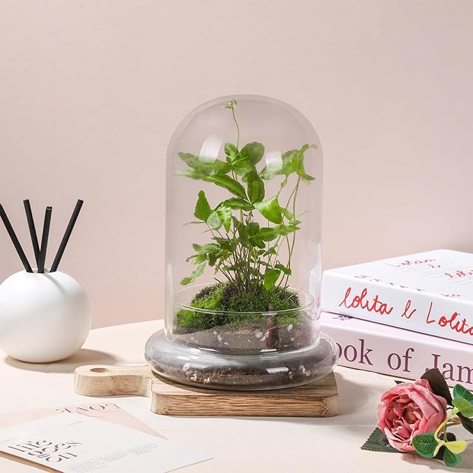 WHJY 8 inches Glass Cloche for Indoor Plants - Small Terrarium with Air Hole, Base, Mini Cloche Dome for Display Home Decor