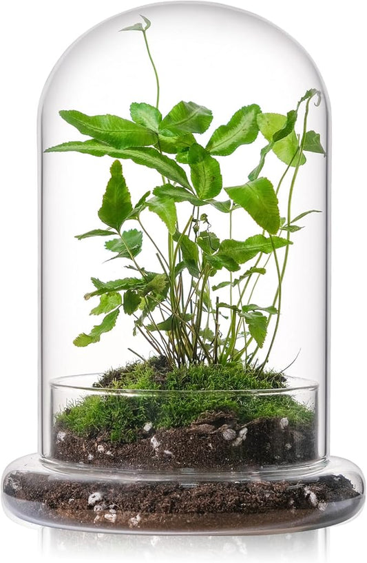 WHJY 8 inches Glass Cloche for Indoor Plants - Small Terrarium with Air Hole, Base, Mini Cloche Dome for Display Home Decor