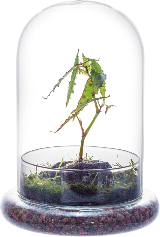 NCYP Glass Cloche Dome with Air Hole and Base, 5.9 x 5.9 x 8.2 Inches, Clear Terrarium Planter for Carnivorous Plants, Small Cactus, Succulents, Venus Flytrap, Tabletop Decoration (No Plants)