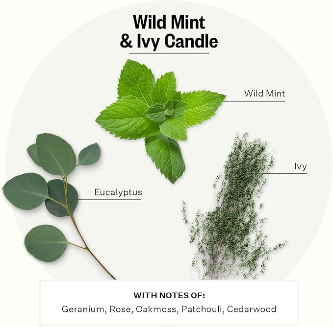 Apotheke 3-Wick Scented Candles for Home, Wild Mint & Ivy - 26 oz Long-Lasting Soy Wax Jar Candle, 120-140 Hours Burn Time - Notes of Cedarwood, Oakmoss, Patchouli, Hint of Wild Mint, Eucalyptus & Ivy