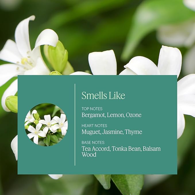 Aera White Tea - Essential Oil for Home - Elegant embrace Fragrance - Notes of White Tea, Jasmine and Thyme - Scent Refill - Works with the Aera Diffuser