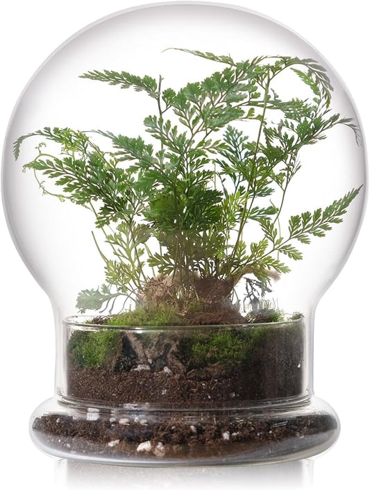 WHJY Round Glass Cloche for Indoor Plants - Small Terrarium with Air Hole, Base, Mini Dome for Display Home Decor