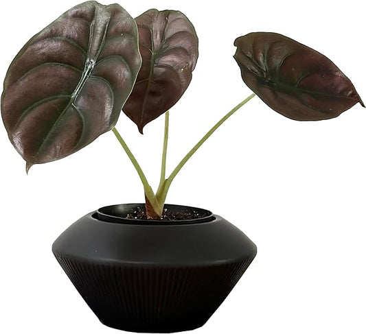 Admired By Nature 7.5" Ceramic Flower Planter, Ceramic Pot Planter, Plant Pots Indoor Ceramic, Ceramic Pot, Planter for Indoor Succulent Home Décor, Black